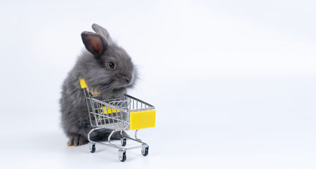 Healthy rabbit black bunny standing on leg pushing empty shopping cart walking over isolated white background. Cuddly customer baby rabbit curiosity mammal bunny use shopping cart buyer supermarket.の写真素材