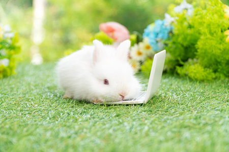 Tiny cuddly rabbit bunny with small laptop sitting on the green grass. Lovely white baby rabbit looking learn something with notebook on lawn natural background. Easter fluffy bunny technology conceptの写真素材