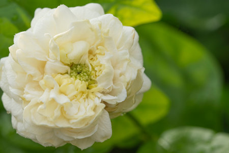 Blossom asia bouquet fresh double jasmine flower aromatic relaxing with leaf over nature background. Floral bloom smell Mali jasmine thai symbol mother day buddhist on green leaf garden background.の写真素材