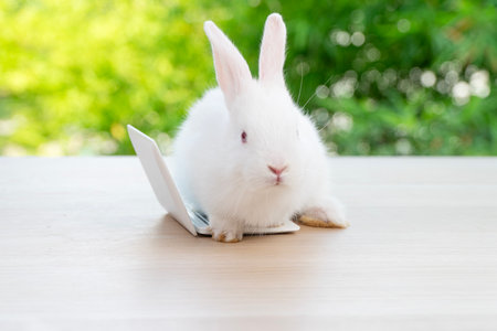 Newborn tiny rabbit furry bunny small laptop online sitting on bokeh green background. Lovely baby rabbit white bunny playful sitting with laptop on wooden natural background. Easter pet technology.の写真素材