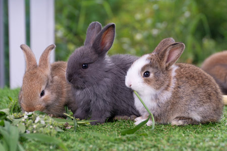 Adorable baby rabbit bunny eating fresh timothy grass sitting on green grass over bokeh nature background. Infant rabbit brown white hare eat fresh grass on lawn on green. Easter bunny animal concept.の写真素材