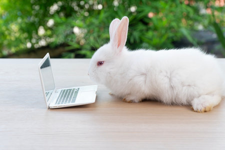 Newborn tiny rabbit furry bunny small laptop online sitting on bokeh green background. Lovely baby rabbit white bunny playful sitting with laptop on wooden natural background. Easter pet technology.の写真素材