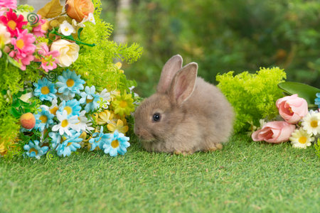 Lovely rabbit ears bunny sitting playful on green grass with flowers over spring time nature background. Little baby rabbit brown bunny curiosity standing playful on meadow summer background. Easterの写真素材