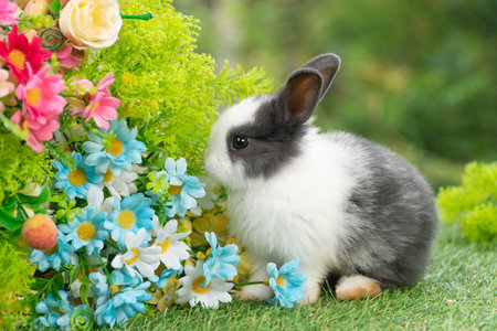 Lovely rabbit ears bunny sitting playful on green grass with flowers over spring time nature background. Little baby rabbit white black bunny curiosity standing playful meadow summer background.Easterの写真素材