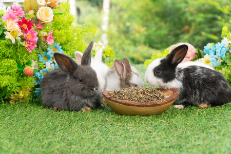 Healthy infants rabbits bunny hungry eating dry alfalfa field in wooden bowl sitting together on green grass flower spring background. Four baby rabbits mammal bunny feeding alfalfa grass spring time.の写真素材