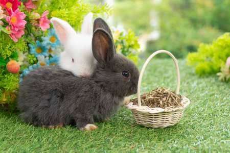 Healthy infants rabbits bunny hungry eating dry alfalfa field in basket sitting together on green grass flower on spring background.Two baby rabbits black white bunny feeding alfalfa grass spring timeの写真素材
