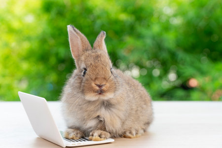 Newborn tiny rabbit furry bunny small laptop online sitting on bokeh green background. Lovely baby rabbit cleaning body sitting with laptop on wooden natural background. Easter fluffy pet technology.の写真素材