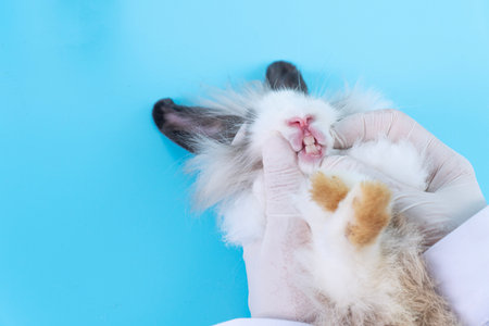 Professional veterinary woman wear gloves injecting teeth on mouth bunny white brown rabbit on table blue background at clinic. Veterinarian animal and check up oral health care concept.の写真素材
