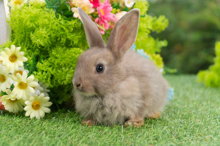 Lovely rabbit ears bunny sitting playful on green grass with flowers over spring time nature background. Little baby rabbit brown bunny curiosity standing playful on meadow summer background. Easterの写真素材
