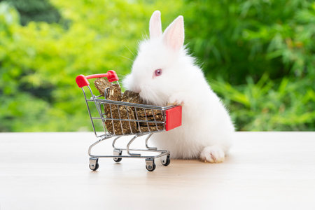 Adorable baby rabbit bunny pushing shopping basket cart with cookie carrot standing over green nature background. Furry young bunny stand on two legs. Easter bunny animal shopping online concept.の写真素材