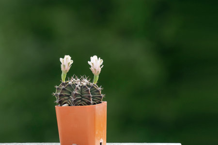 Gymnocalycium cactus blossom flower grow in pot over green nature background. Small fresh blooming botanic circle throw exotic cactaceae tree tiny flowers succulent in morning. Succulent plant hobby.の写真素材