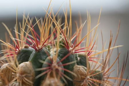 Thorn red yellow thelocactus bicolor with small flower head over nature background. Fresh thorny...