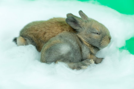 Lovely newborn rabbits bunny sleeping on white cottontail bed softness green background. Healthy two exotic pet new born baby rabbit grey bunny lying down sleeping togetherness on cottontail. Easter.の写真素材