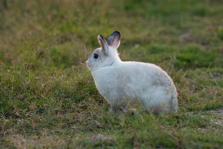 Cuddly rabbit bunny sitting green grass at countryside sunlight natural background. Lovely small white grey rabbit furry bunny sitting outdoor spring summer green lawn sunny looking something. Easterの写真素材