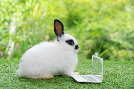 Tiny cuddly rabbit bunny with small laptop sitting on the green grass. Lovely white black baby rabbit looking at something with notebook on lawn natural background. Easter fluffy bunny conceptの写真素材