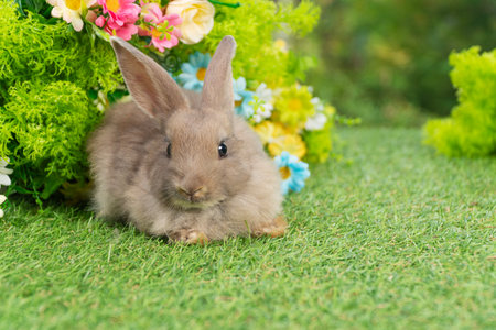 Lovely rabbit ears bunny sitting playful on green grass with flowers over spring time nature background. Little baby rabbit brown bunny curiosity standing playful on meadow summer background. Easterの写真素材