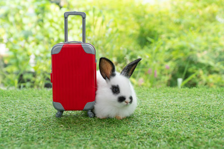 Adorable rabbit easter bunny with small red baggage sitting on green grass over spring broke background. Little bunny rabbit sitting aside red suitcase on meadow nature background. Easter pet vacationの写真素材