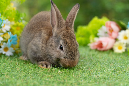 Lovely rabbit ears bunny sitting playful on green grass with flowers over spring time nature background. Little baby rabbit brown bunny curiosity standing playful on meadow summer background. Easterの写真素材