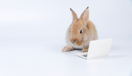 Adorable baby rabbit furry bunny looking at laptop learn something sitting over isolated white background. Little ears infant bunny brown rabbit learning work laptop.Easter animal education technologyの写真素材