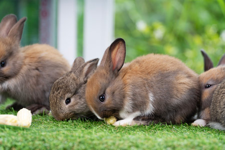Group of adorable rabbit furry bunny hungry eating organic fresh baby corn sitting together green grass over bokeh nature background. Family baby rabbit brown bunny eating baby corn. Easter animal petの写真素材