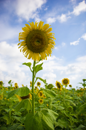 sunflowerの写真素材
