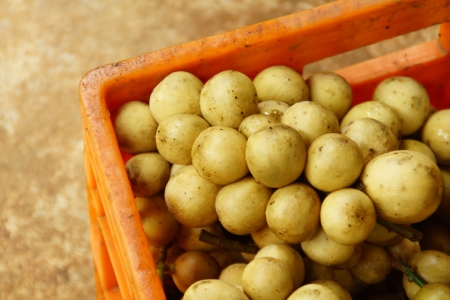 Long Gong, Thai Exotic Fruit of Thailandの写真素材