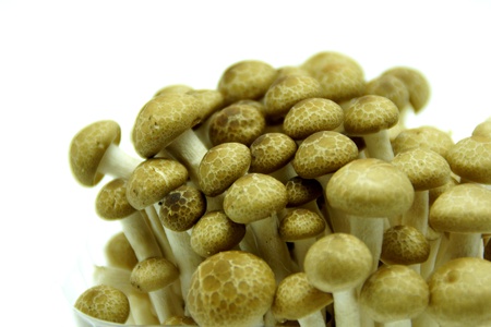 Japanese Shimeji Mushroom on White Background