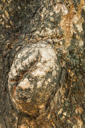 Tree Bark Texture and Backgroundの写真素材
