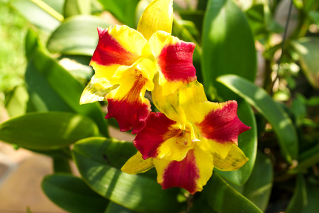 Macro Shot of Blooming Catteleyaの写真素材