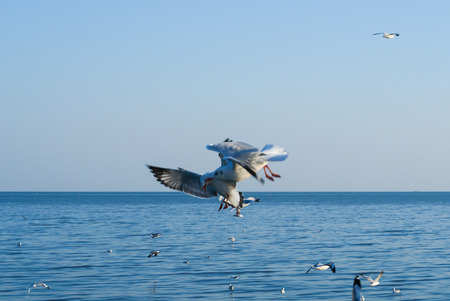 Seagulls Flying in the Sky over Oceanの写真素材