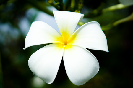 Closeup of White Plumeria Blossom in Gardenの写真素材