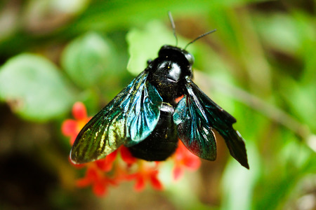 Macro Shot of Violet Carpenter Bee on Green Leaf in Tropical Forestの写真素材