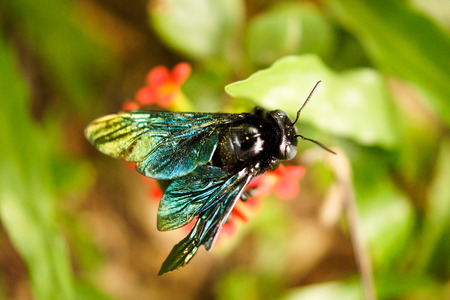 Macro Shot of Violet Carpenter Bee on Green Leaf in Tropical Forestの写真素材