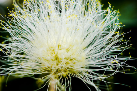 Macro Shot of Eugenia Flower, Myrtus Myrtle - Plantae Angiosperms Eudicots Rosids Myrtales Myrtaceaeの写真素材
