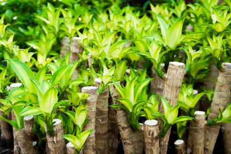 Queen of Dracaenas on Nature Backgroundの写真素材