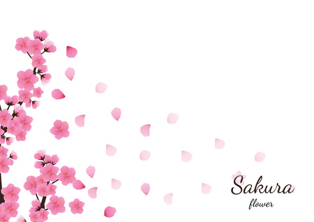 Cherry blossom flowers background. Sakura  pink flowers  background.のイラスト素材