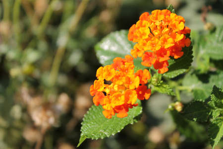 Close-up orange Lantana flowers in the morningの写真素材
