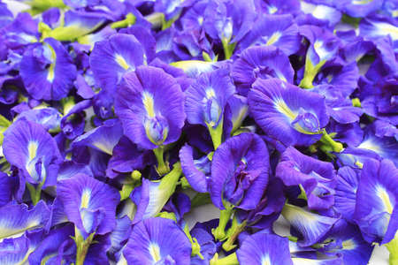Blue Butterfly Pea Flowers for Herbal Shampoo