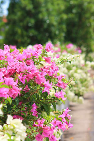 Beautiful pink and white Bougainvillea branches in the parkの写真素材