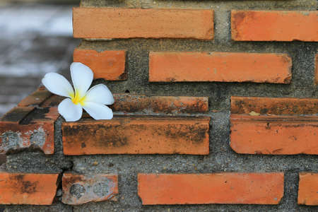 A white plumeria put on the old brick wallの写真素材