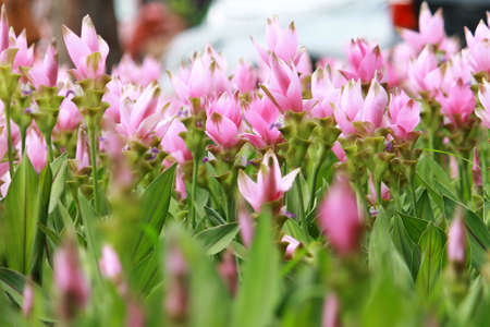 Siam Tulip or Summer Tulip blooming in the field, it is one of the various ginger species.の写真素材