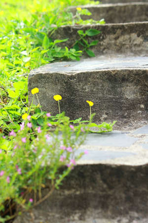 Amarillow Peanut (Pinto Peanut) plant on step of stairs