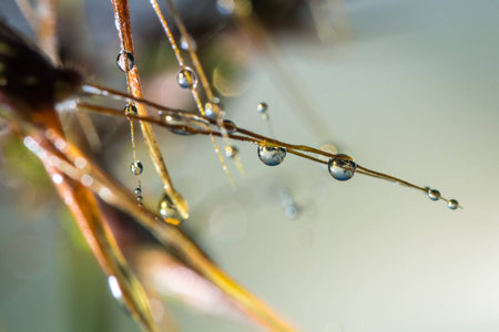 a dew on the morning at tung slangluang thailand