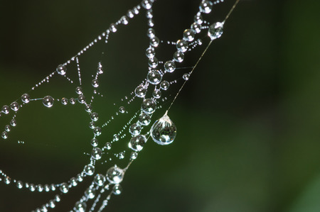 a dew on the morning at tung slangluang thailand
