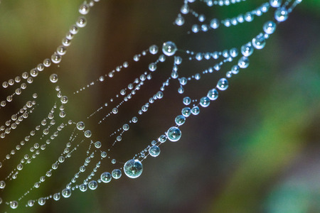 a dew on the morning at tung slangluang thailand