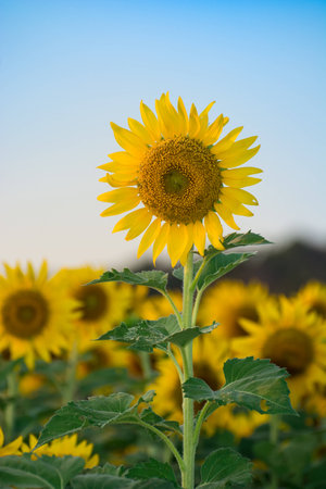 sun flower sunflower at wat khao jeen lae Lopburi Thailandの写真素材