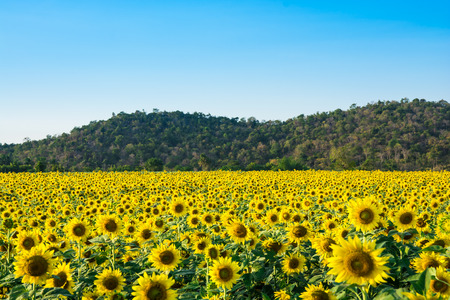 sunflower at wat khao jeen lae Lopburi Thailandの写真素材