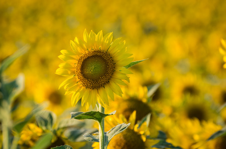 sunflower at wat khao jeen lae Lopburi Thailandの写真素材