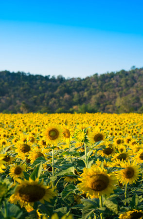 sunflower at wat khao jeen lae Lopburi Thailandの写真素材