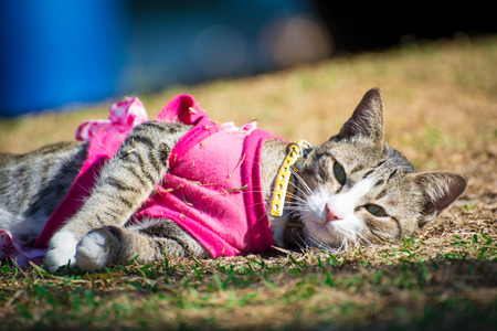 a beautiful  catの写真素材